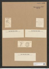 Campylodiscus ralfsii W. Sm. (de-Toni-Nr.: Genus 57, Species 2444) Zeichnungen Sammlung Grunow Nr. 4908 (NHMW-BOT-W0373111)
